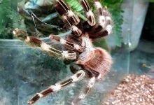 Photo of Выставка экзотических животных и растений