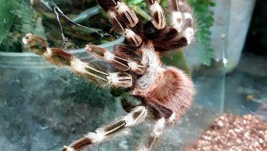 Photo of Выставка экзотических животных и растений